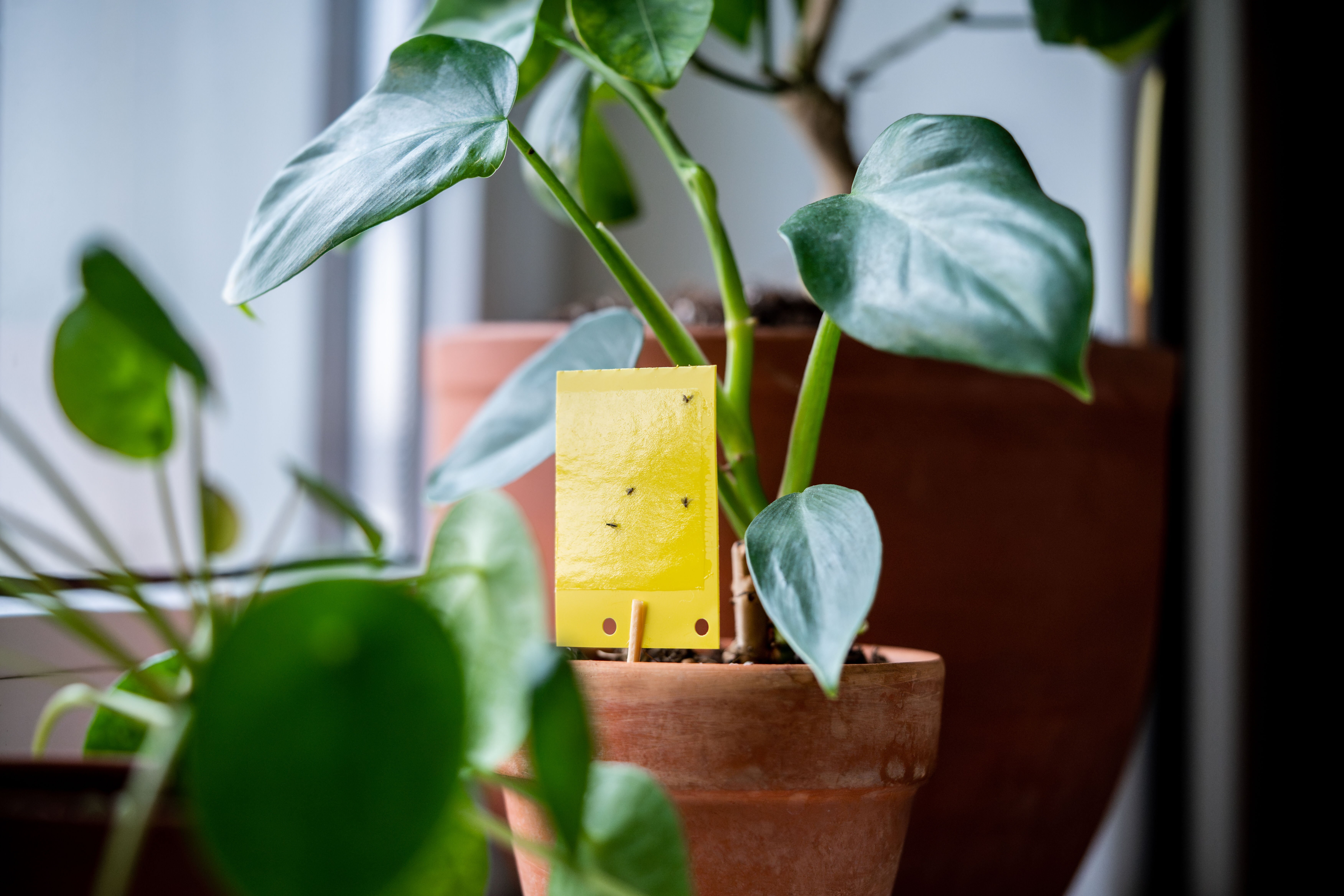 slakken in je moestuin bestrijden voorkomen Welkoop slakken in je moestuin bestrijden voorkomen Welkoop